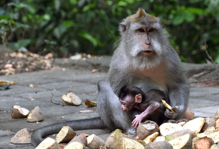 Crab-eating macaques (Macaca fascicularis) female with infant