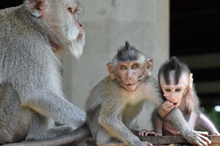 Crab-eating macaques (Macaca fascicularis) female with infants