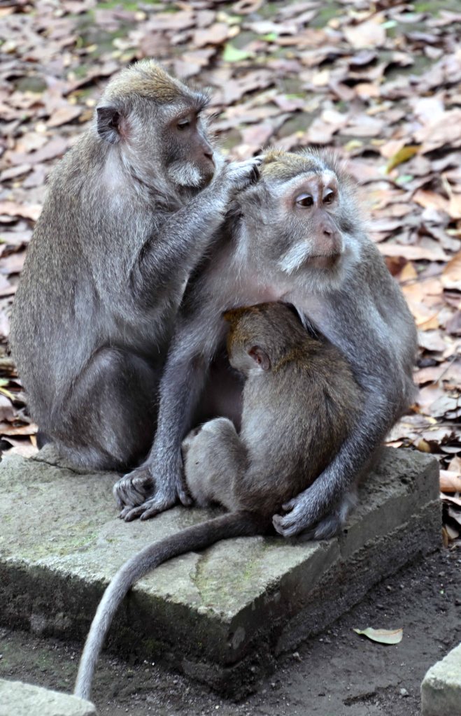 Crab-eating macaques (Macaca fascicularis) grooming