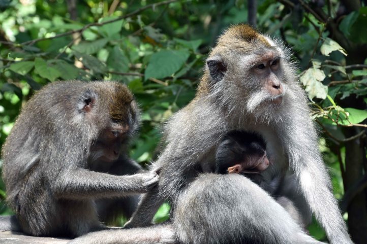 Crab-eating macaques (Macaca fascicularis) female with infant