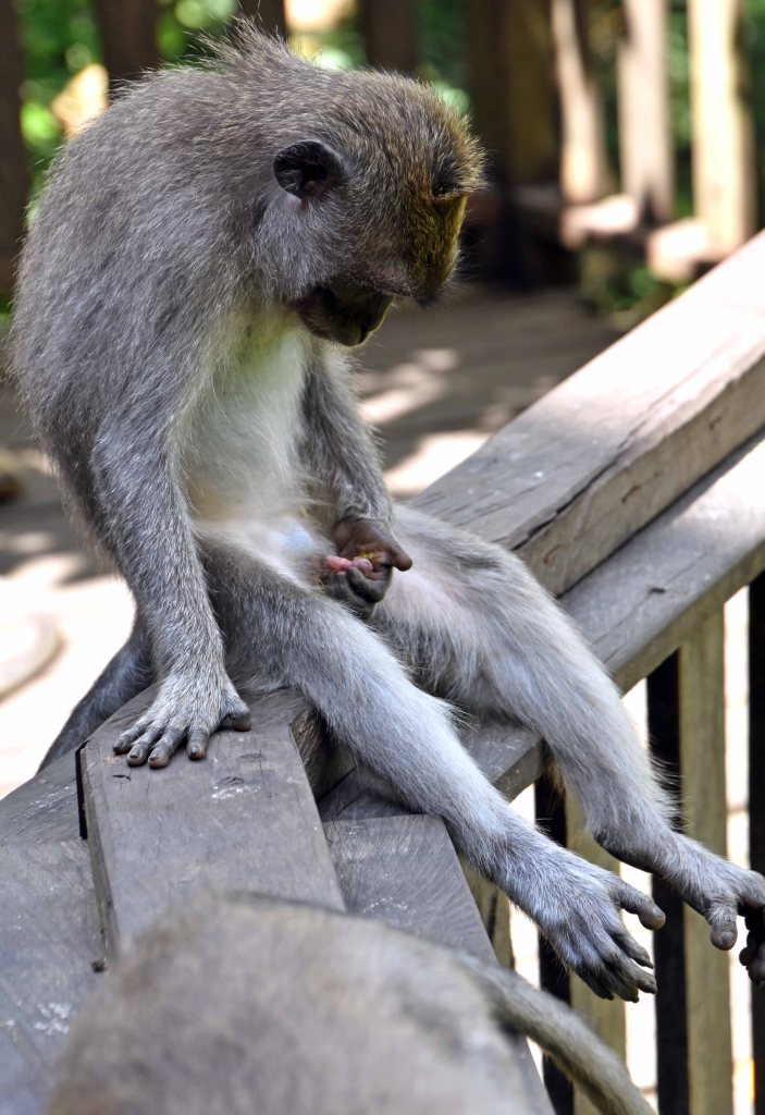 Crab-eating macaque (Macaca fascicularis) young male examining penis