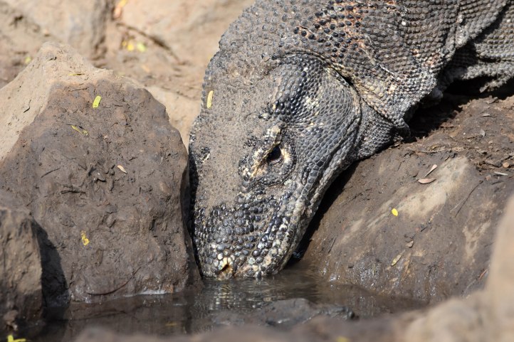Komodo dragon (Varanus komodoensis) drinking from water hole