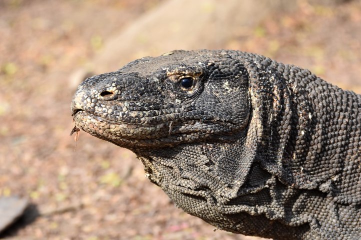 Komodo dragon (Varanus komodoensis) on Komodo Island