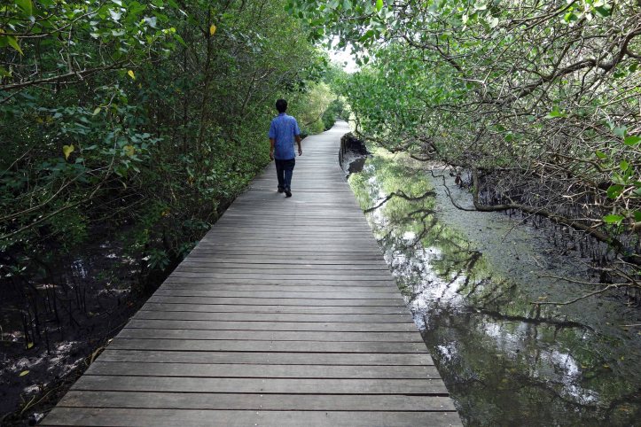 mangrove-broadwalk-1
