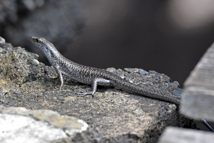Mangrove Skink ( Emoia atrocostata) in Bali