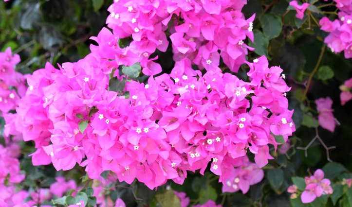 Bourgainvillea flowers 