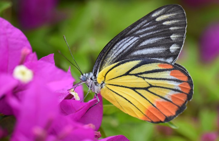 Painted Jezebel (Delias hyparete indica) female inserting proboscis into Bourgainvillea flower