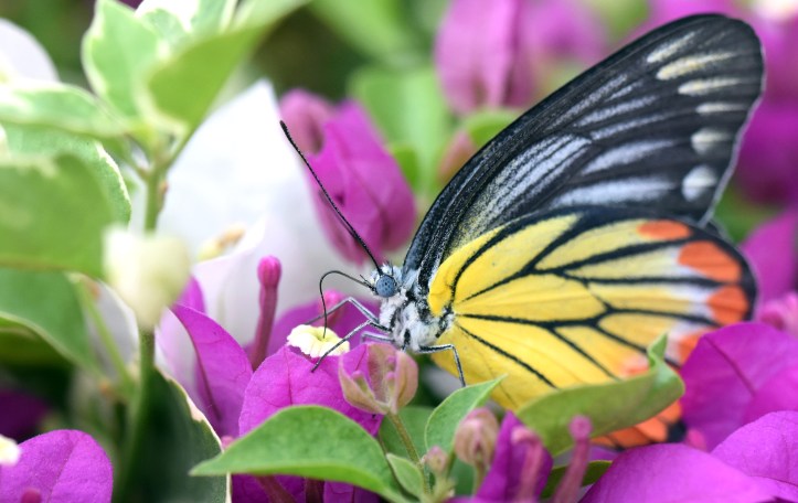 Painted Jezebel (Delias hyparete indica) female inserting proboscis into corolla tube