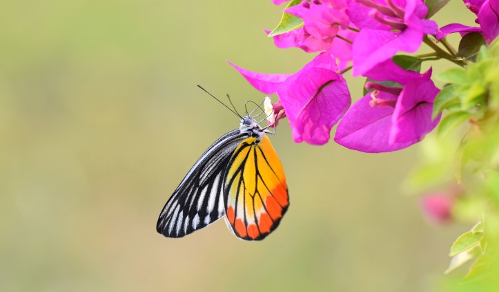Painted Jezebel (Delias hyparete indica) female inserting (or withdrawing?) proboscis