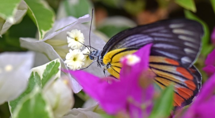 Painted Jezebel (Delias hyparete indica) female with proboscis fully inserted. Flowers showing tiny yellow anthers.