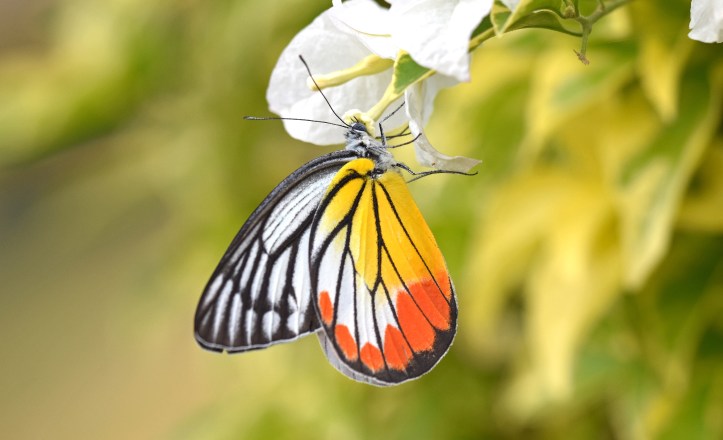 Painted Jezebel (Delias hyparete indica) male proboscis fully inserted