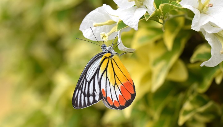 Painted Jezebel (Delias hyparete indica) male inserting proboscis