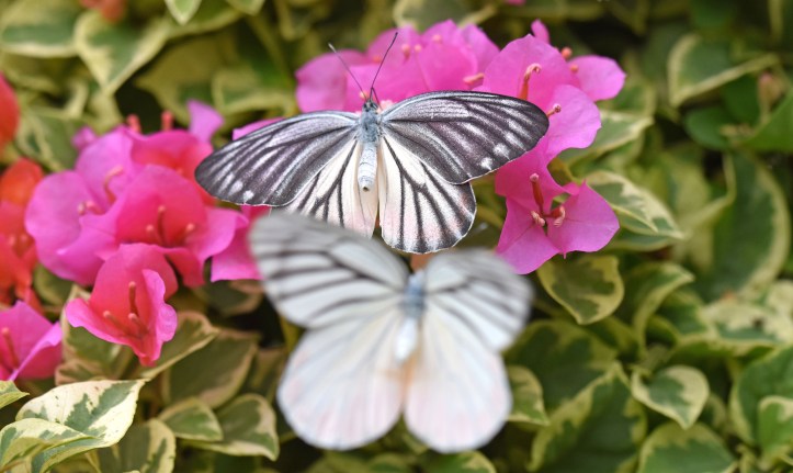 Painted Jezebels (Delias hyparete) female (darker wings) with male above 