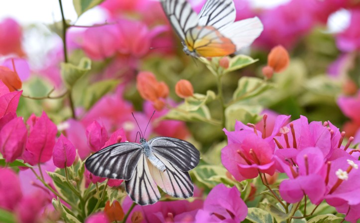 Painted Jezebels (Delias hyparete) female (dark wings) with male flying above