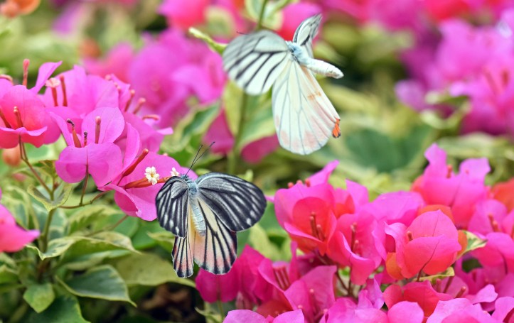Painted Jezebels (Delias hyparete) male chasing female 