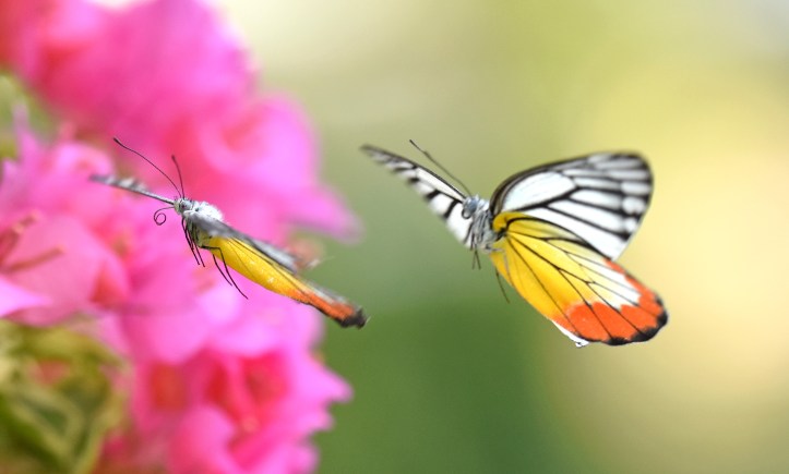 Painted Jezebels (Delias hyparete) male chasing female (uncurling proboscis)