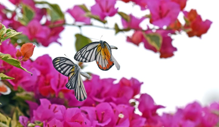 Painted Jezebels (Delias hyparete) male chasing female in flight 