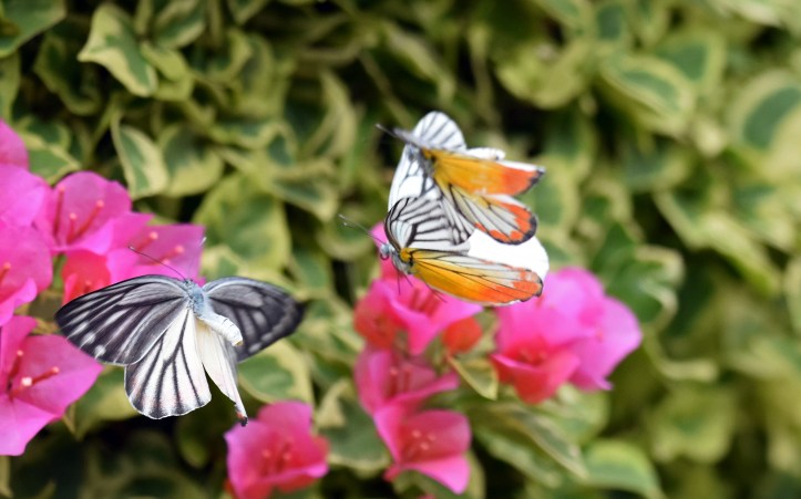 Painted Jezebels (Delias hyparete) two males chasing female 