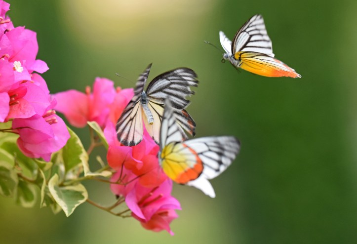 Painted Jezebels (Delias hyparete) two males chasing female 