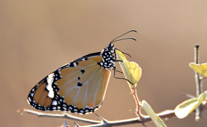 Danaus chrysippus bataviana female on Rinca Is (Komodo National Park, Indonesia).