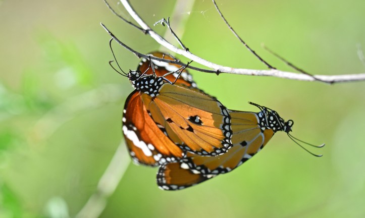 Danaus chrysippus bataviana male and female in copulation 
