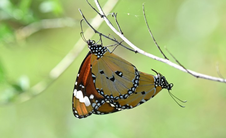 Danaus chrysippus bataviana male and female in copulation