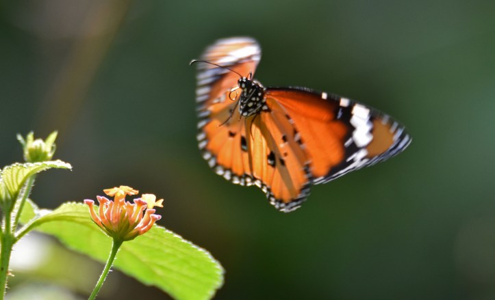 Danaus chrysippus bataviana male in flight