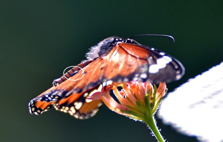 Danaus chrysippus bataviana male in profile showing alar pockets bulging on upper-side of hind-wing (white circle)