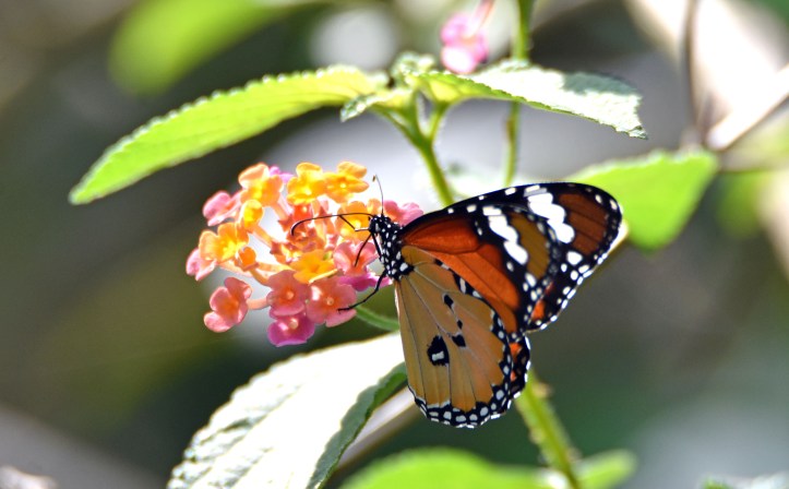 Danaus chrysippus bataviana male nectaring