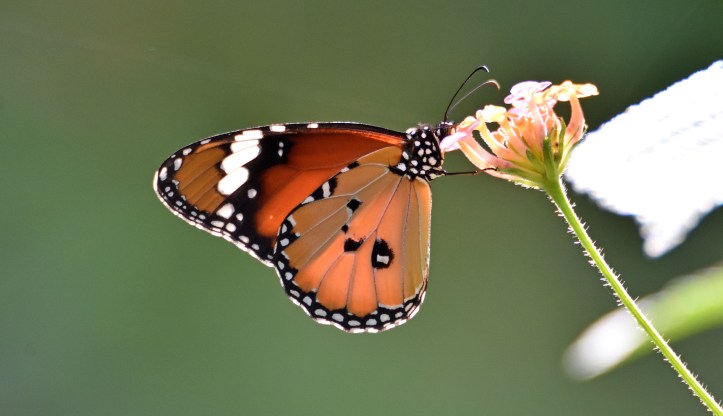 Danaus chrysippus bataviana male nectaring