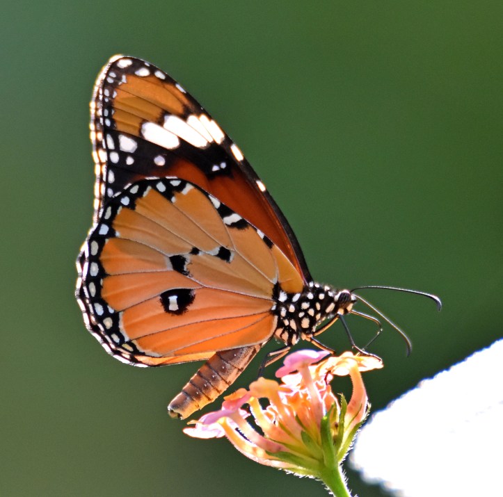 Danaus chrysippus bataviana male nectaring and showing abdomen