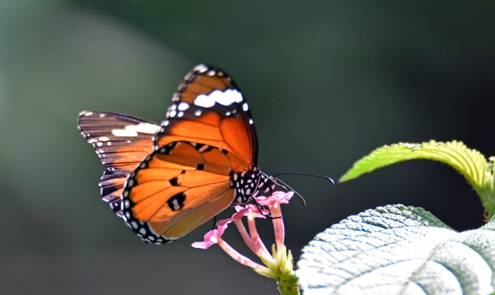 Danaus chrysippus bataviana male nectaring