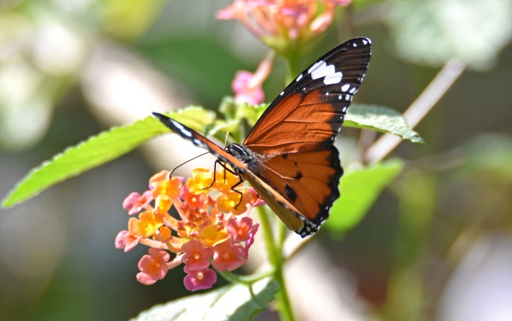 Danaus chrysippus bataviana male showing ups right wing pattern clearly