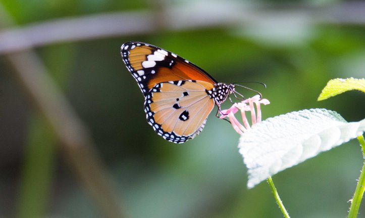 Danaus chrysippus bataviana male