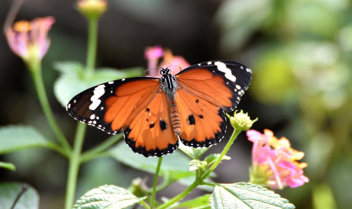 Danaus chrysippus bataviana male showing upper (dorsal) side on wings