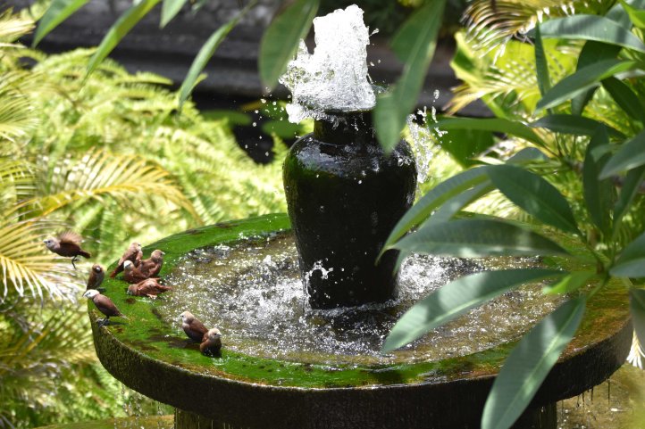 Water fountain with munias