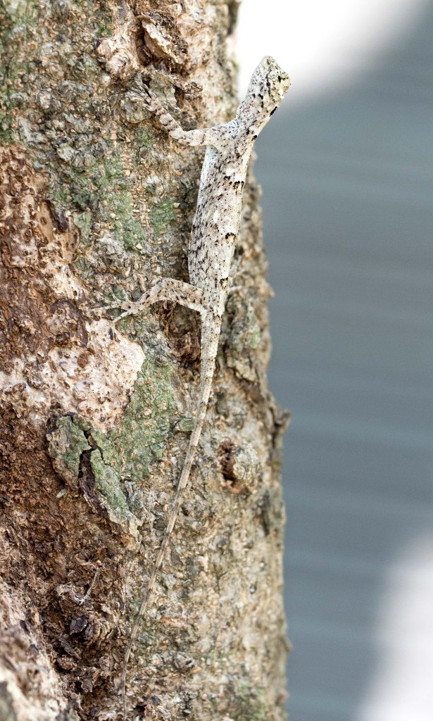 Javanese Flying Lizard (Draco volans) showing folded skin on sides of body
