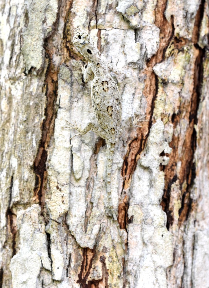 Javanese Flying Lizard (Draco volans) Bali showing well-camouflaged dorsal view