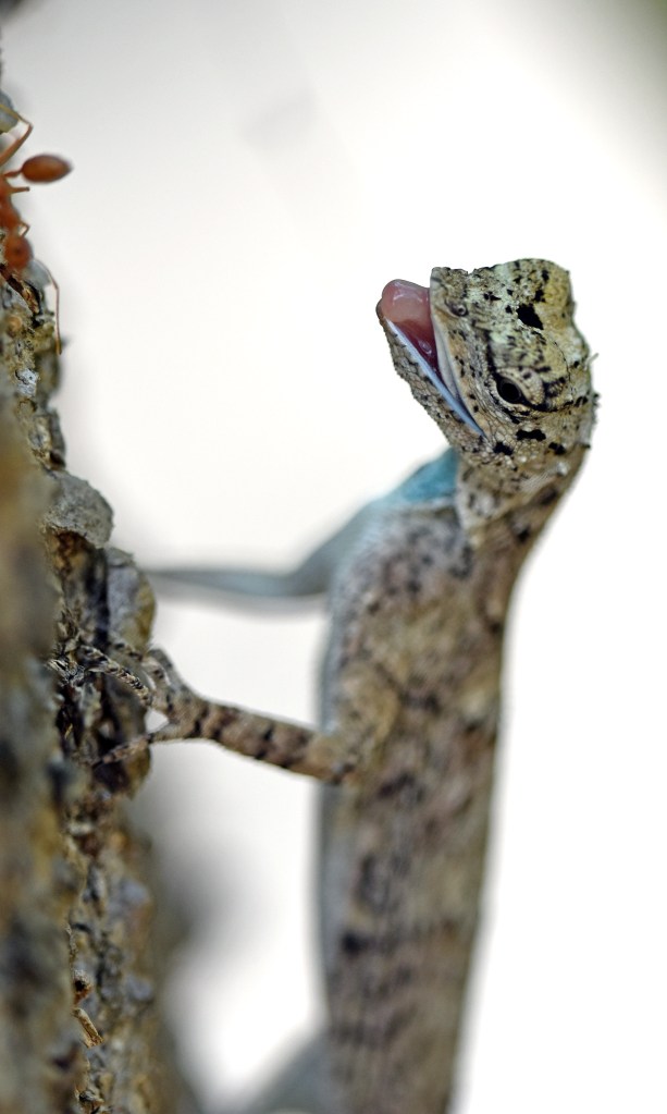 Javanese Flying Lizard (Draco volans) Bali. Female eyeing ants