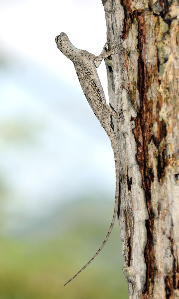 Javanese Flying Lizard (Draco volans), female in profile with tail raised.