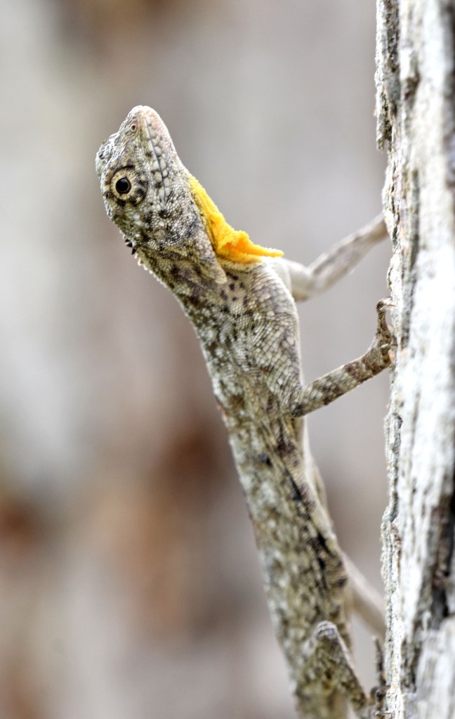 Javanese Flying Lizard (Draco volans) gular flap deflated