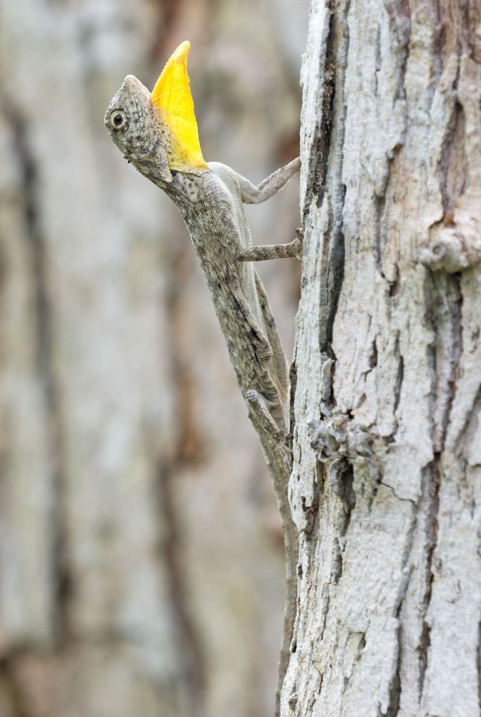 Javanese Flying Lizard (Draco volans) gular flap extended