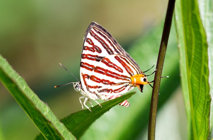 Longbanded Silverline (Spindasis lohita)