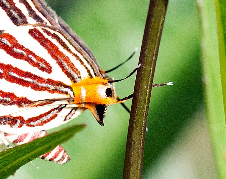 Long-banded Silverline (Spindasis lohita) - close-up of false head
