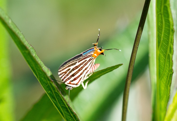 Long-banded Silverline (Spindasis lohita), looking down from above