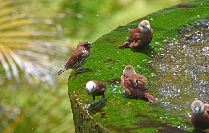 White-headed munias (Lonchura maja maja) Bali 