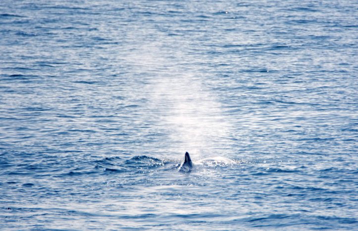 Sperm whale (Physeter macrocephalus) blowing at surface