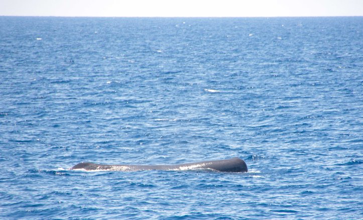 Sperm whale I (Physeter macrocephalus) on the surface