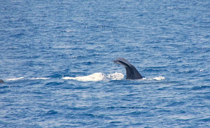 Sperm whale I (Physeter macrocephalus) diving