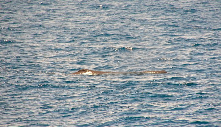 Sperm whale (Physeter macrocephalus) calf at the surface
